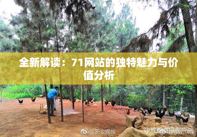 全新解读：71网站的独特魅力与价值分析
