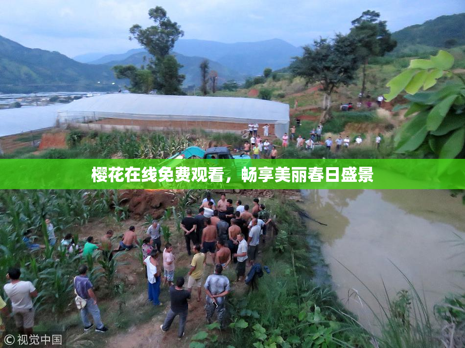 樱花在线免费观看，畅享美丽春日盛景