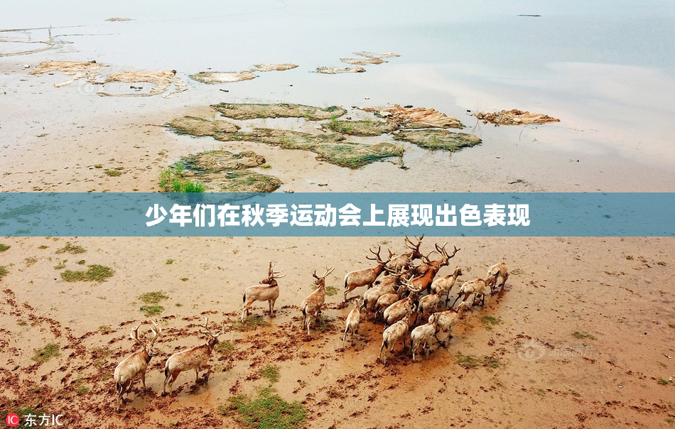 少年们在秋季运动会上展现出色表现