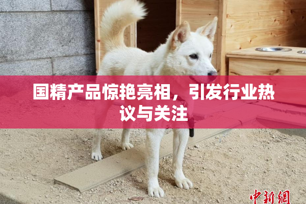 国精产品惊艳亮相，引发行业热议与关注