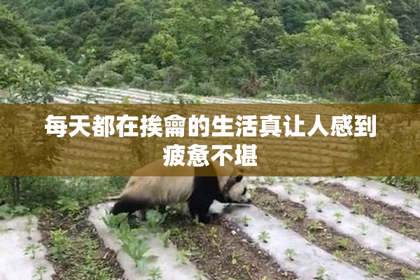 每天都在挨龠的生活真让人感到疲惫不堪