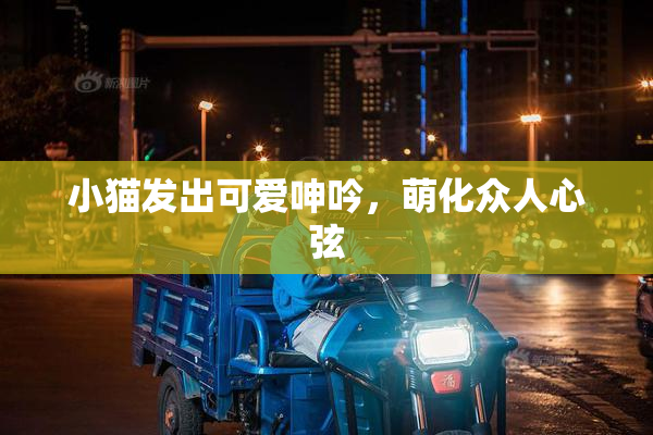 小猫发出可爱呻吟，萌化众人心弦