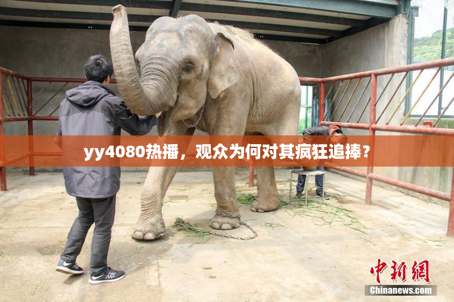 yy4080热播，观众为何对其疯狂追捧？