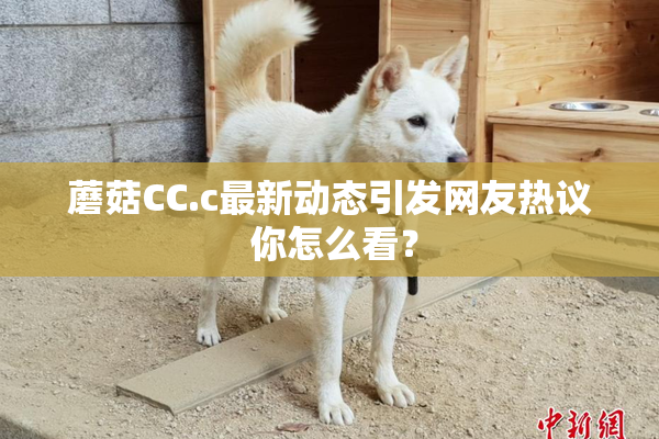 蘑菇CC.c最新动态引发网友热议 你怎么看？