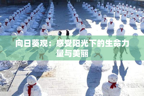 向日葵观：感受阳光下的生命力量与美丽