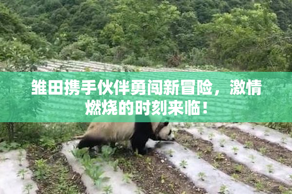 雏田携手伙伴勇闯新冒险，激情燃烧的时刻来临！