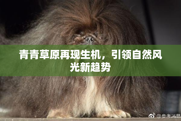 青青草原再现生机，引领自然风光新趋势