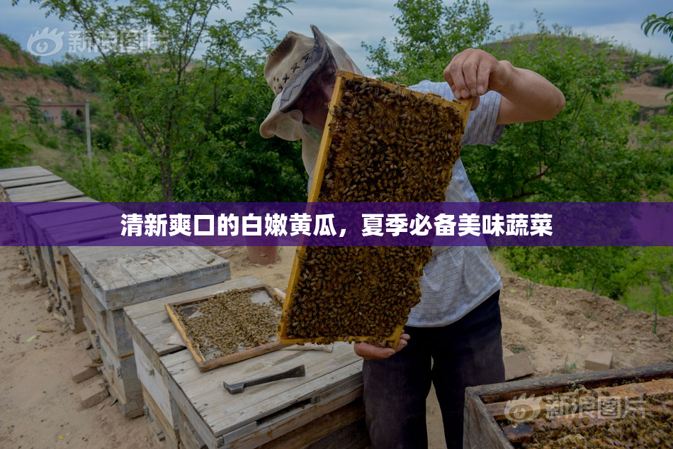 清新爽口的白嫩黄瓜，夏季必备美味蔬菜