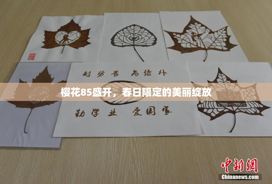 樱花85盛开，春日限定的美丽绽放
