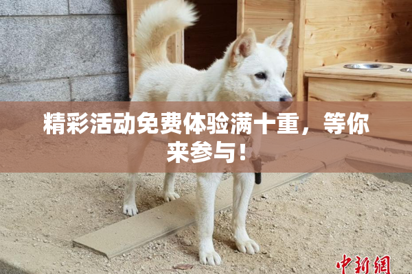 精彩活动免费体验满十重，等你来参与！