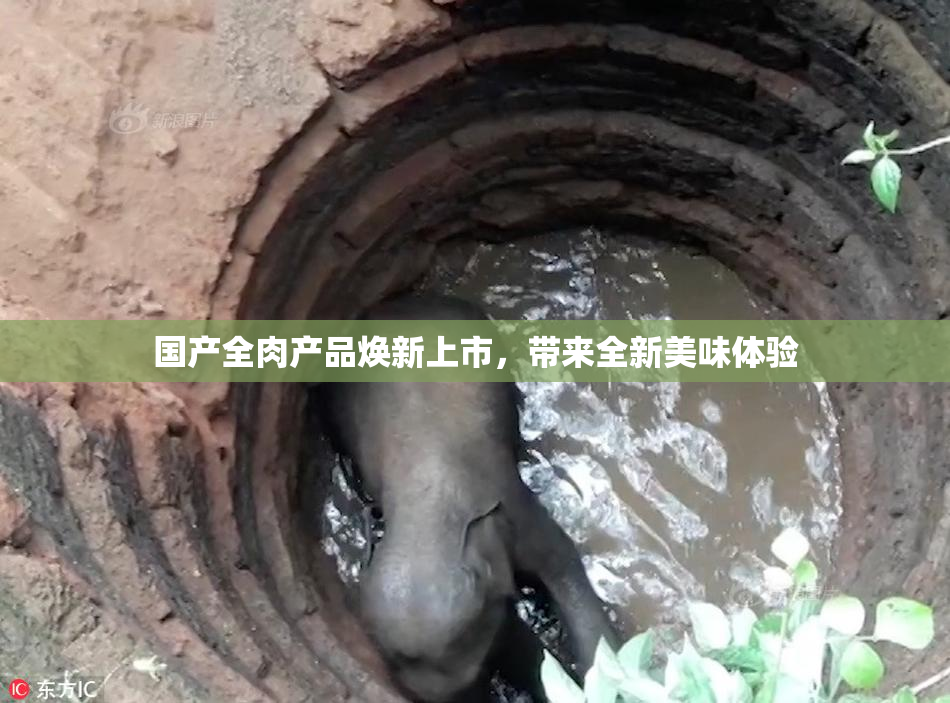 国产全肉产品焕新上市，带来全新美味体验