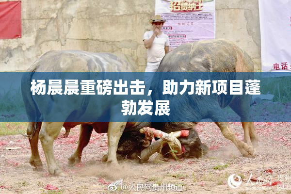 杨晨晨重磅出击，助力新项目蓬勃发展