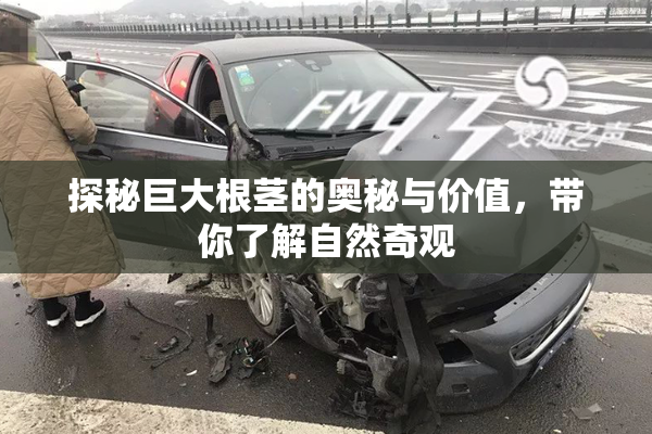 探秘巨大根茎的奥秘与价值，带你了解自然奇观