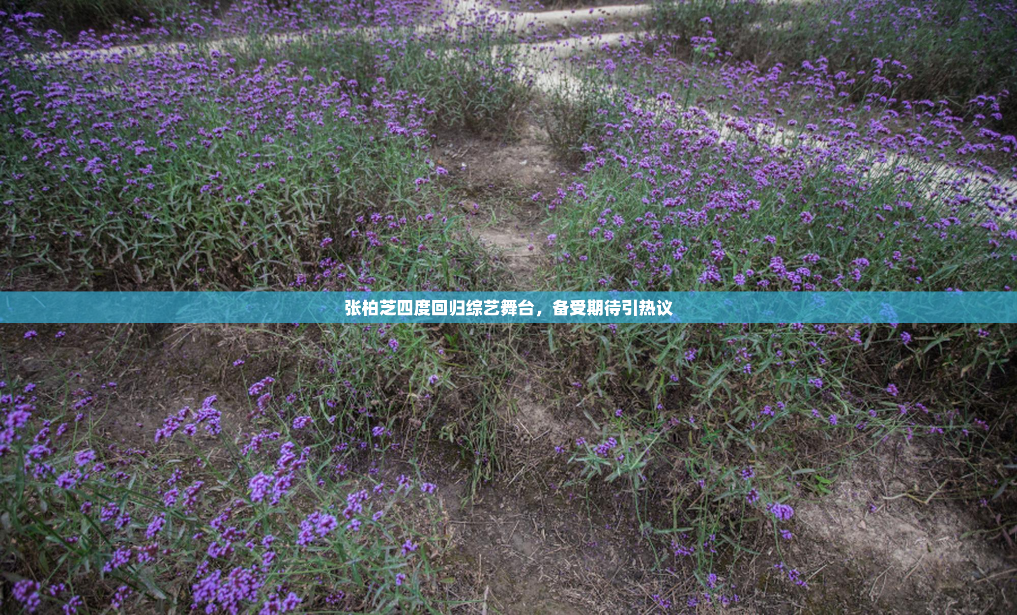 张柏芝四度回归综艺舞台，备受期待引热议