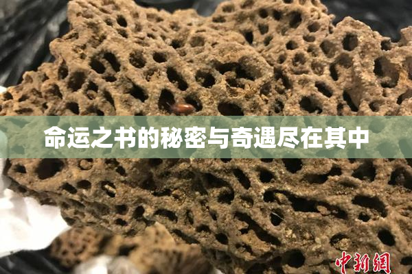 命运之书的秘密与奇遇尽在其中