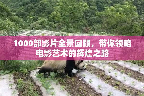 1000部影片全景回顾，带你领略电影艺术的辉煌之路