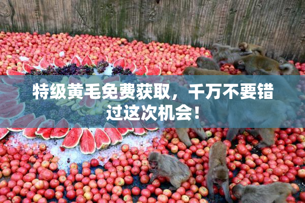 特级黄毛免费获取，千万不要错过这次机会！