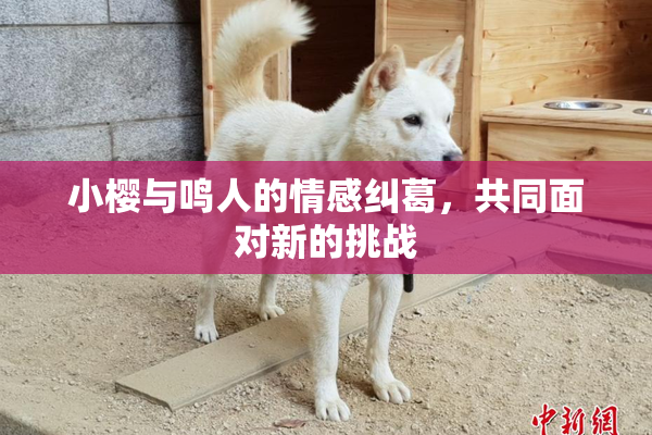小樱与鸣人的情感纠葛，共同面对新的挑战
