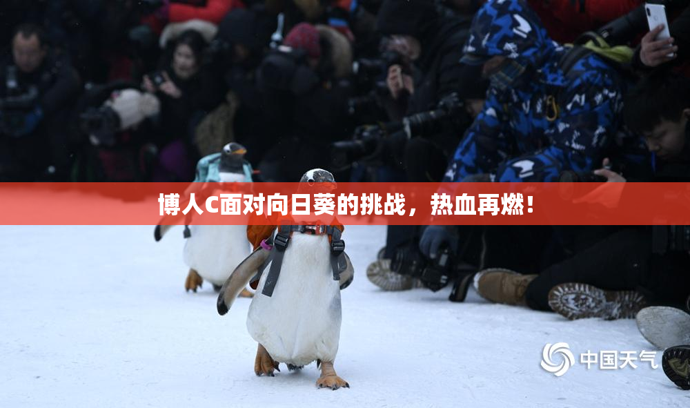 博人C面对向日葵的挑战，热血再燃！