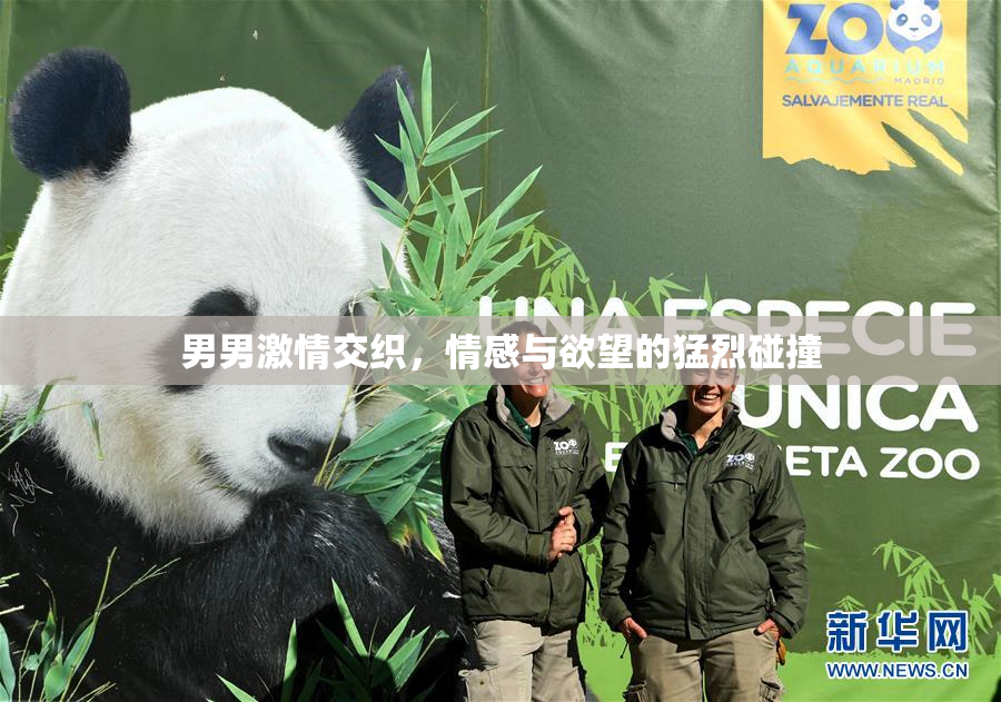 男男激情交织，情感与欲望的猛烈碰撞