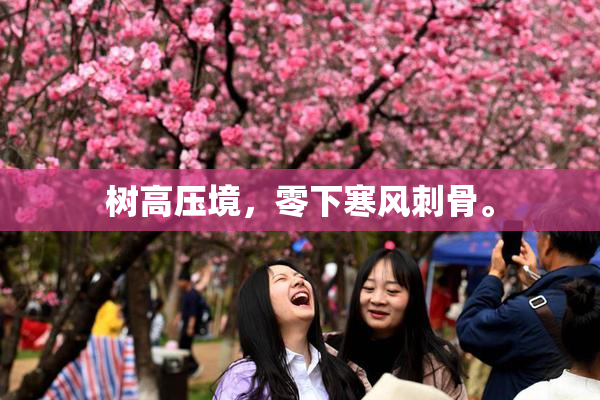 树高压境，零下寒风刺骨。