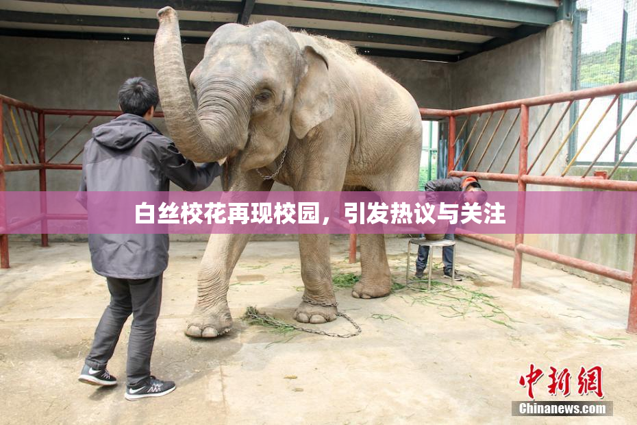 白丝校花再现校园，引发热议与关注