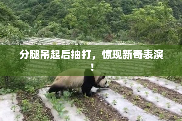 分腿吊起后抽打，惊现新奇表演！