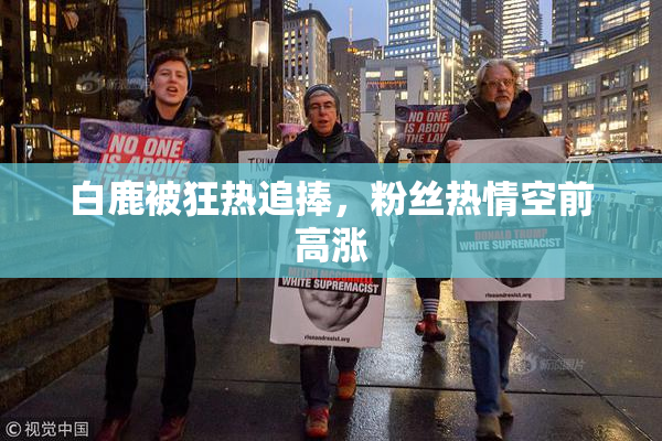 白鹿被狂热追捧，粉丝热情空前高涨