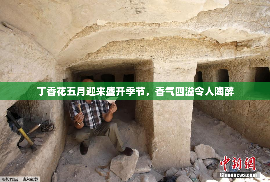 丁香花五月迎来盛开季节，香气四溢令人陶醉