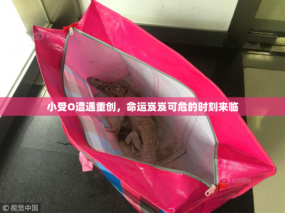 小受O遭遇重创，命运岌岌可危的时刻来临
