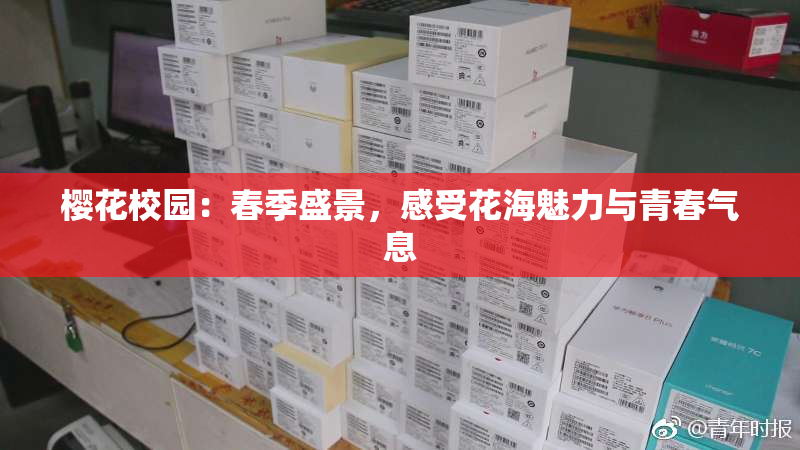 樱花校园：春季盛景，感受花海魅力与青春气息