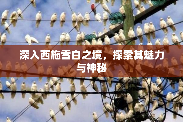 深入西施雪白之境，探索其魅力与神秘