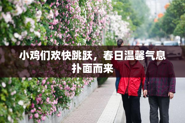 小鸡们欢快跳跃，春日温馨气息扑面而来