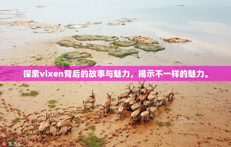 探索vixen背后的故事与魅力，揭示不一样的魅力。