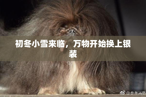 初冬小雪来临，万物开始换上银装