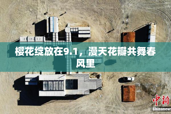 樱花绽放在9.1，漫天花瓣共舞春风里