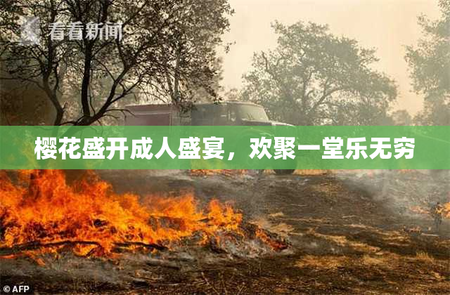 樱花盛开成人盛宴，欢聚一堂乐无穷