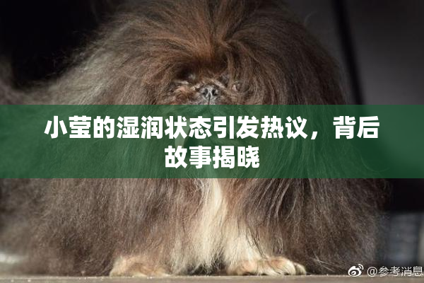 小莹的湿润状态引发热议，背后故事揭晓