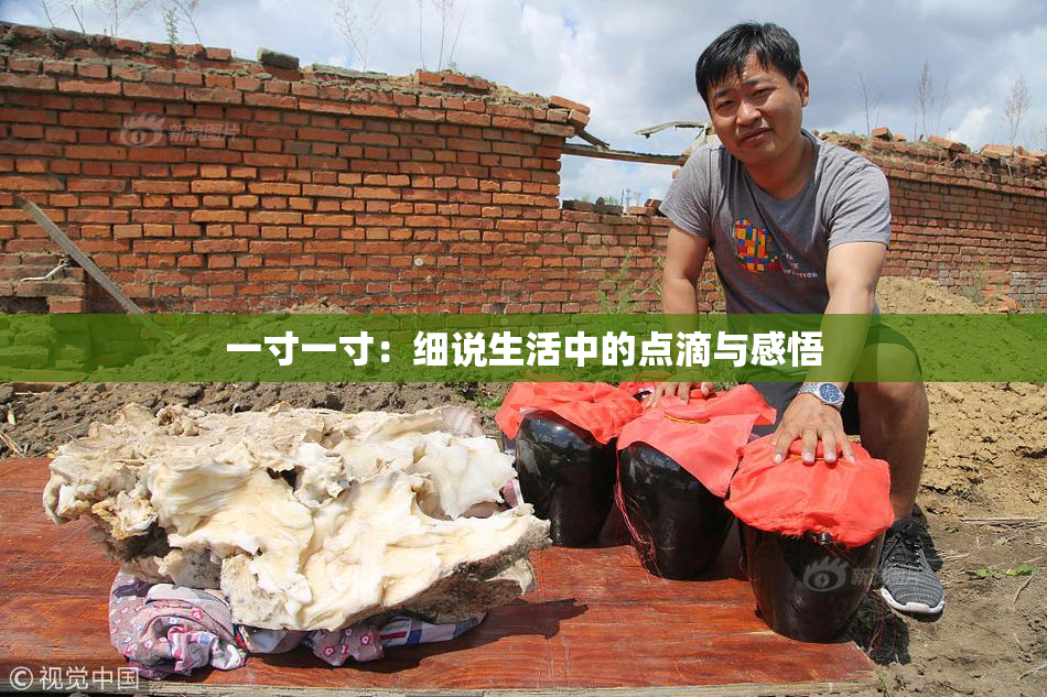 一寸一寸：细说生活中的点滴与感悟