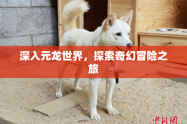 深入元龙世界，探索奇幻冒险之旅