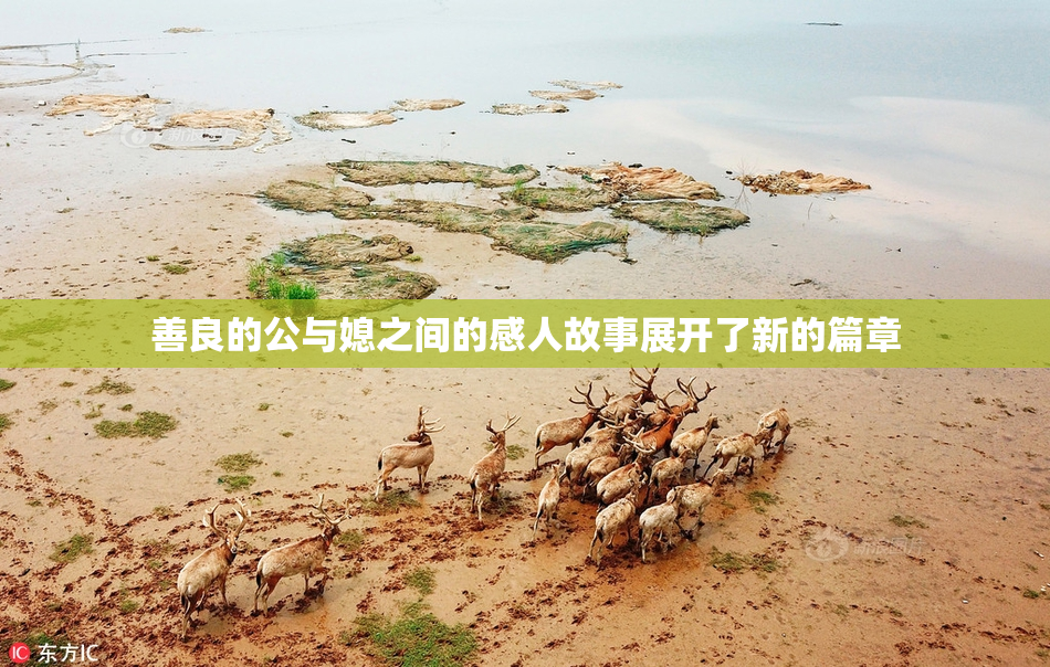 善良的公与媳之间的感人故事展开了新的篇章