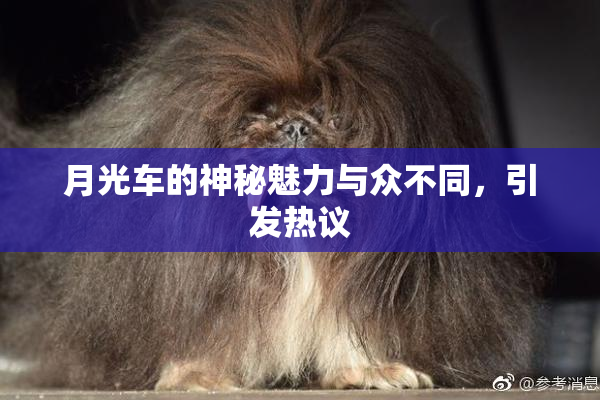 月光车的神秘魅力与众不同，引发热议