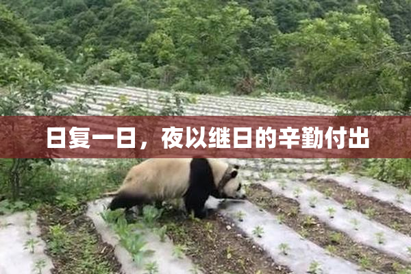 日复一日，夜以继日的辛勤付出