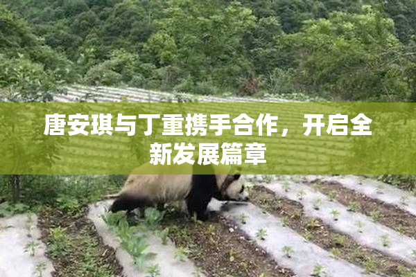 唐安琪与丁重携手合作，开启全新发展篇章