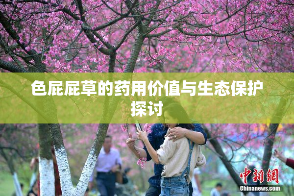色屁屁草的药用价值与生态保护探讨