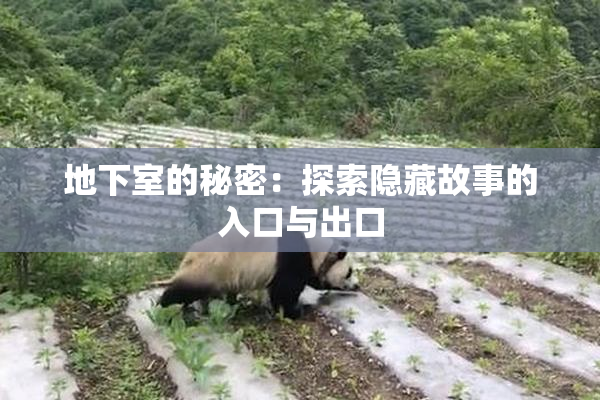 地下室的秘密：探索隐藏故事的入口与出口