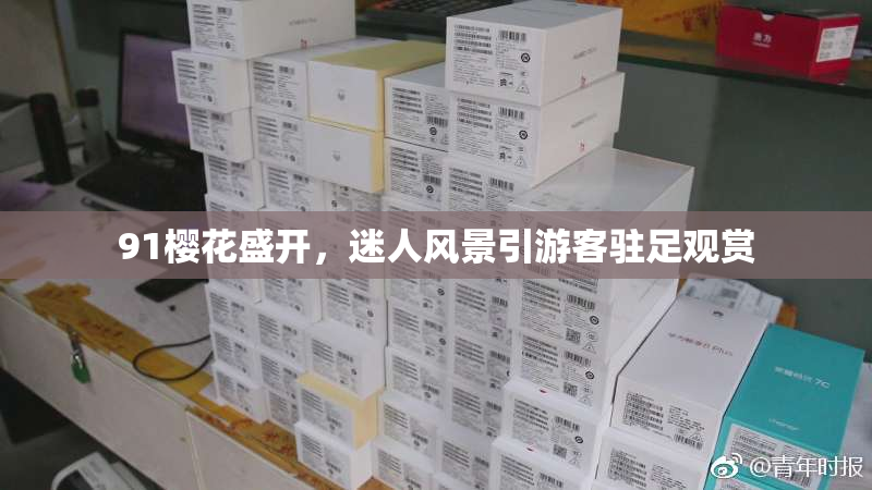 91樱花盛开，迷人风景引游客驻足观赏