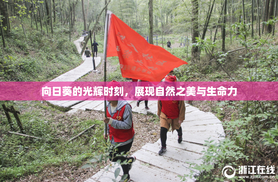 向日葵的光辉时刻，展现自然之美与生命力