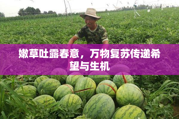 嫩草吐露春意，万物复苏传递希望与生机
