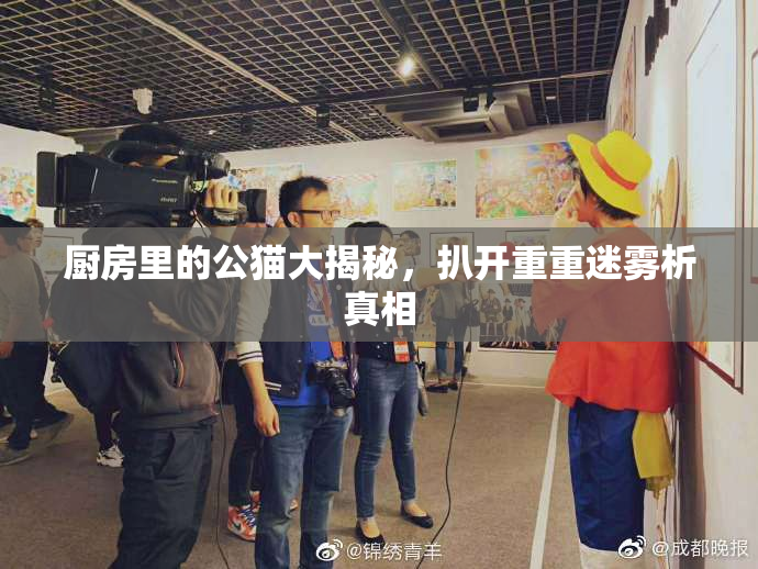 厨房里的公猫大揭秘，扒开重重迷雾析真相